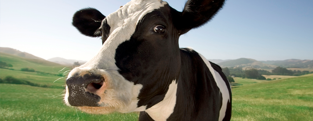 Use Cow Manure To Generate Electricity For Homes?
