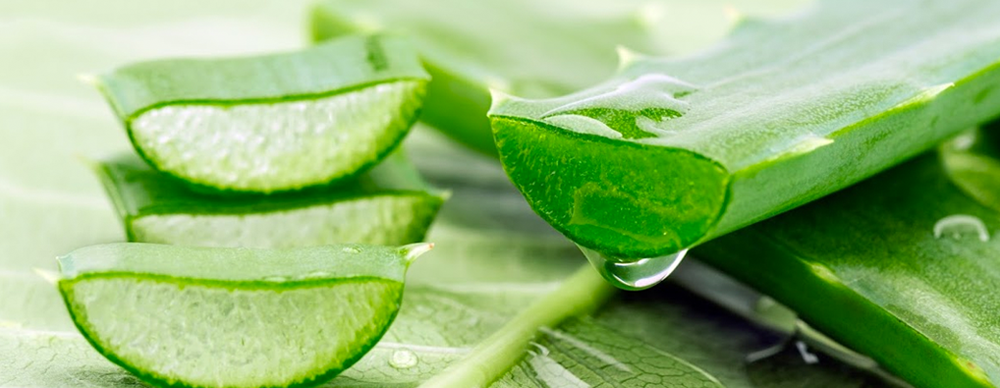 Nature’s Medical Kit That’s Not Afraid Of Extinction…