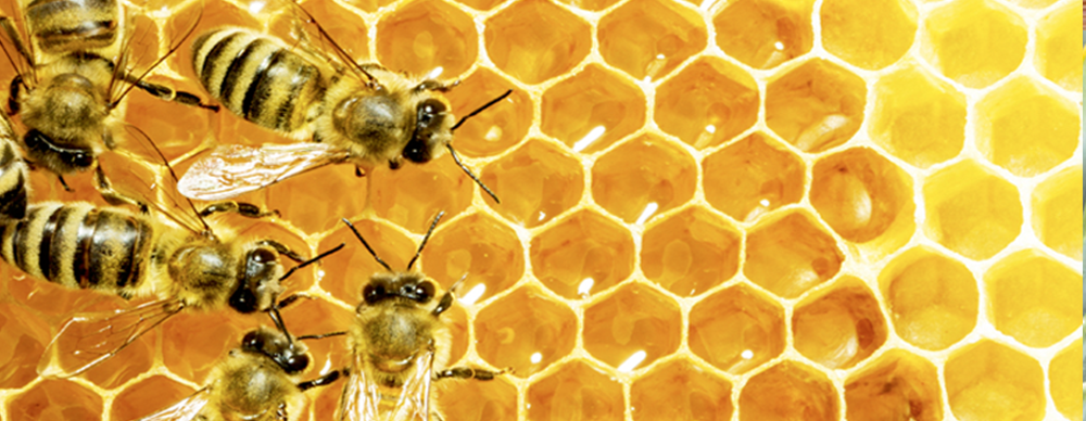 Forget about honey, THIS is the good stuff bees are getting…