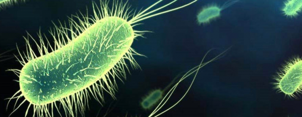 Modern Food System Creating Unbeatable Army Of Superbugs