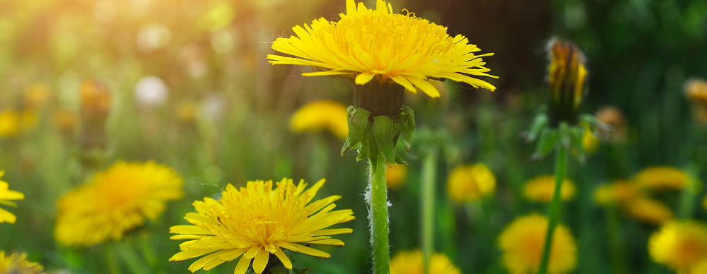 Dandelion: Much More Than a Pesky Weed!