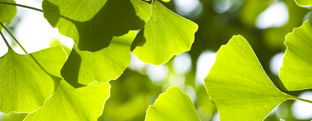 Ginkgo Biloba: A Plant That Cannot Be Destroyed.